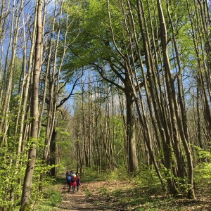 allée grand arbre bis