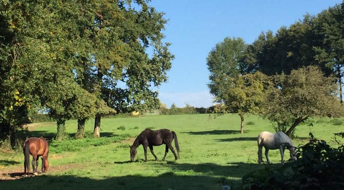 Rando d&rsquo;Automne : Parcours de 22 km en Île-de-France