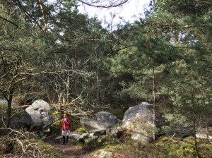 foret de Nemours- randonnee sur le GR13
