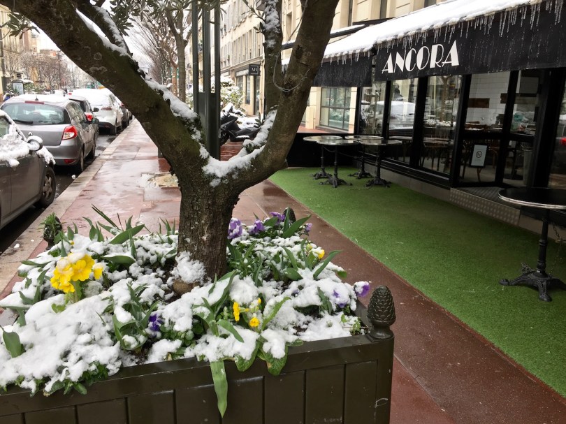 fleurs sous la neige a Paris