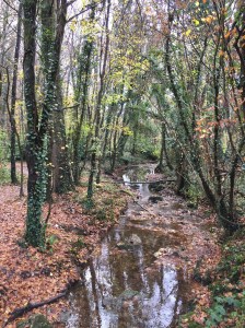 un joli sous-bois près de Coulommiers