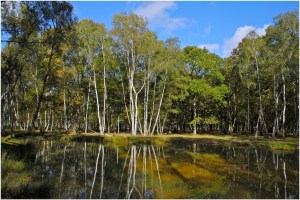 le décor paisible de la foêt de Rambouillet