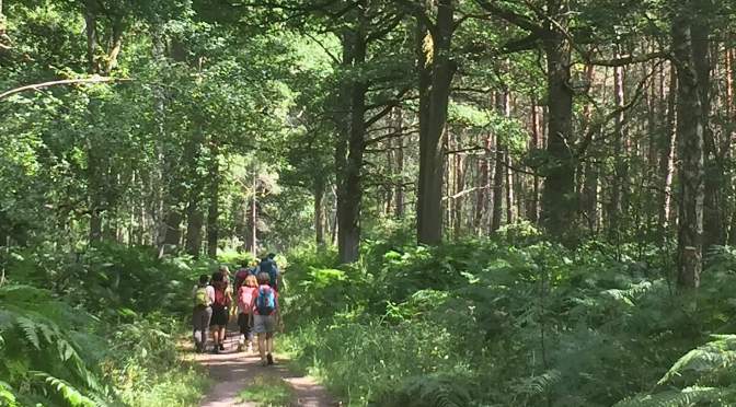 Randonnée à la Forêt des 4 Piliers : Itinéraire et Conseils