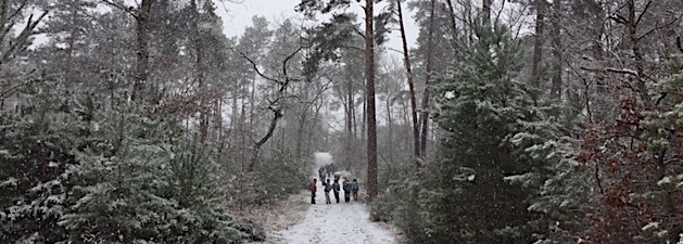 Guide de randonnée: découverte de Fontainebleau en hiver.