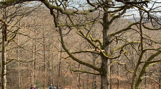 Idée rando : Les Vaux de Cernay, 24 km sur un concentré de nature