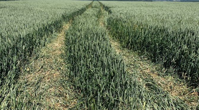 Vexin, céréales killer ou paradis de randonneur !?