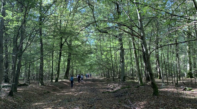 Téléchargez le GPX de notre Rando à Chevreuse