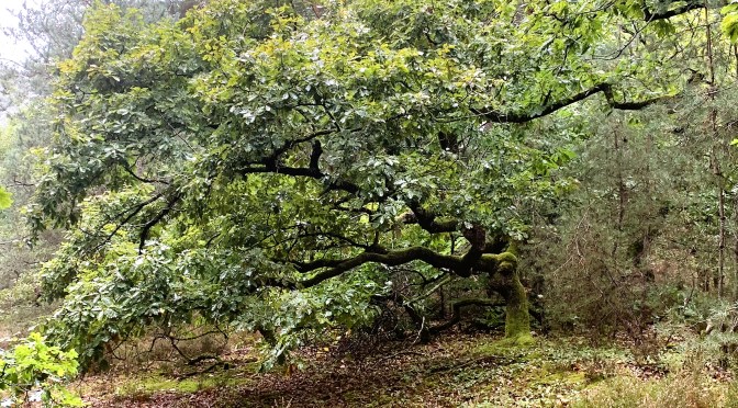 A Dourdan, où y&rsquo;a du chêne, y&rsquo;a du plaisir !