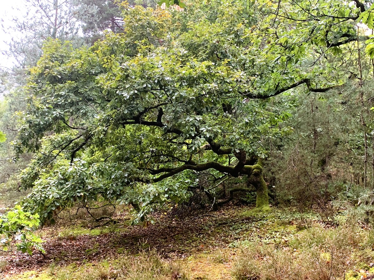 A Dourdan, où y&rsquo;a du chêne, y&rsquo;a du plaisir !